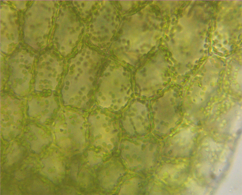 Riccardia palmata